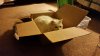 June bug.jpg