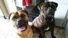 Jax and Ginger.jpg