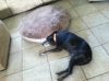 buddydoggie.jpg