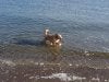 waterpooch.jpg