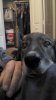 T-dog 3.jpg