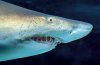 animals-SandTigerShark-slide5-web[1].jpg