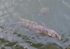 si-gator in the pond.jpg