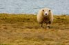 Sheep on a leash.jpg