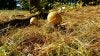 Amanita Muscaria.jpg