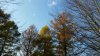American Larch.jpg