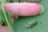 Tiny Frog 3.jpg