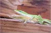 Lizards 1.jpg