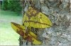 Imperial Moths.jpg