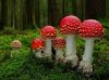A muscaria.jpg