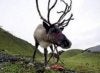 reindeer.jpg