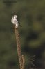 American Kestrel Sept9 3.jpg