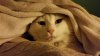 Buddha Kitty.jpg