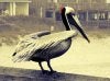 bird6.jpg.jpg