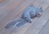 squirrelsfucking1.jpg
