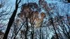 backlit oaks.jpg