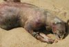 the-montauk-monster.jpg