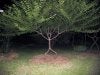 tree.jpg