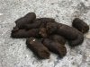 dog-shit1.jpg