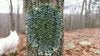 I'm liking deez lichens.jpg