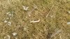 goose bone.jpg