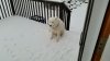 Snowy Phin.jpg