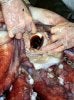 Squid_beak_measuring.jpg