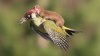 woodpecker-630x354.jpg