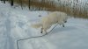 phin pounce.jpg