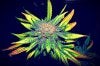 marijuana-plant-elite-daily2.jpg