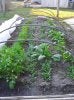 cold frame.jpg