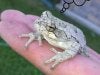 frog.jpg