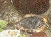 Turtles.jpg