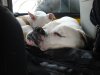 bella sleeping.jpg