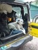 bella jeep.jpg