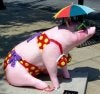 pig bikini.jpg