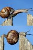 funny-animal-picture-parkour-snail.jpg