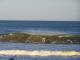 Mancora
