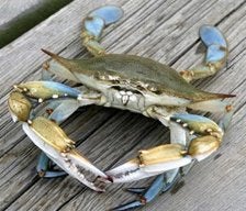 jimmycrab
