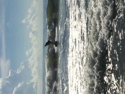 surferstu