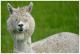 alpacasrule