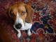 beagleagle