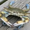 jimmycrab