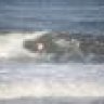 avonsurfernc