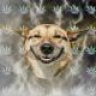TheWizard
