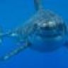 shark fin