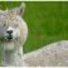 alpacasrule
