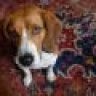 beagleagle