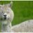 alpacasrule