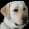 capecodcdog's avatar